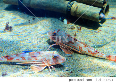 站在水底的鮎魚 101047894