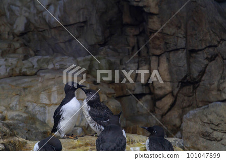 夏季海鳩聚集在岩石上進行梳理 101047899