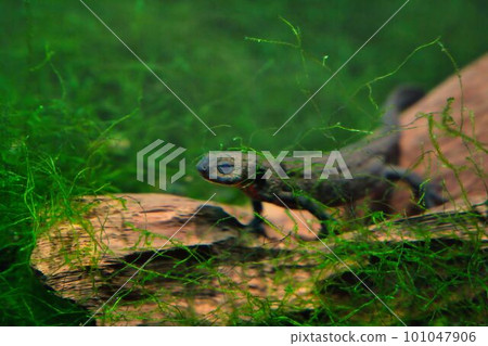 Japanese fire belly newt in the aquarium Japanese fire belly newt in the aquarium 101047906