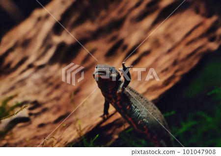 紅腹蠑螈揮手 101047908