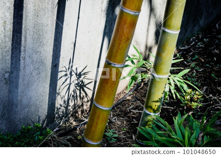 Beautiful scenery with bamboo and shadows in the small garden on the walkway of the building Beautiful scenery with bamboo and shadows in the small garden on the walkway of the building 101048650