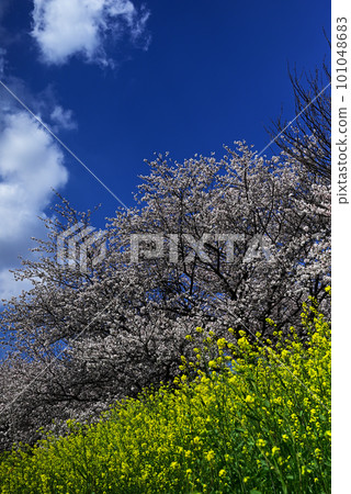 Scenery with rape blossoms, cherry blossoms and rape blossoms Scenery with rape blossoms, cherry blossoms and rape blossoms 101048683