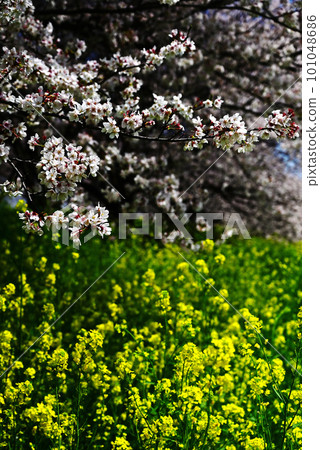 Scenery with cherry blossoms and rape flowers Scenery with cherry blossoms and rape flowers 101048686
