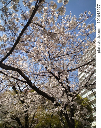 Scenery with cherry blossoms 101048977