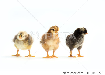 Newly hatched French Faverolles chicks isolated on white background - selective focus, copy space 101049159