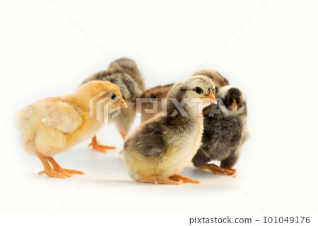 Newly hatched French Faverolles chicks isolated on white background - selective focus, copy space 101049176