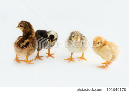 Newly hatched French Faverolles chicks isolated on white background - selective focus, copy space Newly hatched French Faverolles chicks isolated on white background - selective focus, copy space 101049178