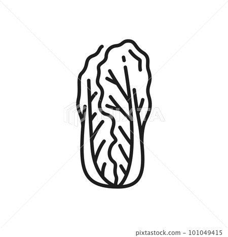 Peking cabbage isolated Romaine lettuce thin line icon. Vector pechay baguio, nappa, petsai or pe-tsai, wombok greens. Wong bok pekinskaya kapusta Peking cabbage isolated Romaine lettuce thin line icon. Vector pechay baguio, nappa, petsai or pe-tsai, wombok greens. Wong bok pekinskaya kapusta 101049415
