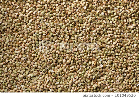 raw green unprocessed buckwheat background raw green unprocessed buckwheat background 101049520