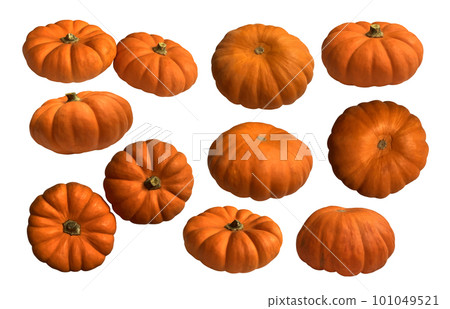 Yellow mini pumpkin vegetable set seasonal image for autumn holiday thanksgiving and halloween design isolated on the white background, clipping path Yellow mini pumpkin vegetable set seasonal image for autumn holiday thanksgiving and halloween design isolated on the white background, clipping path 101049521