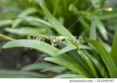 Spring snowflake 101049547