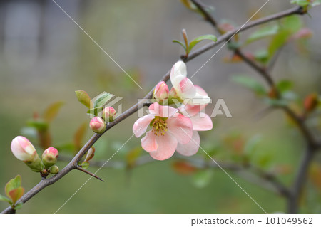 Japanese Flowering Quince Toyo Nishiki Japanese Flowering Quince Toyo Nishiki 101049562