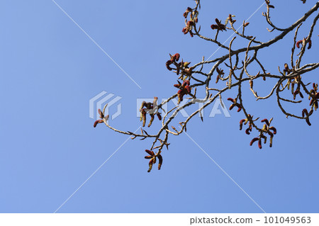 Lombardy poplar Lombardy poplar 101049563