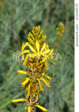 Kings spear 101049570