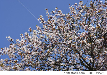 Purple-leaved Plum 101049575