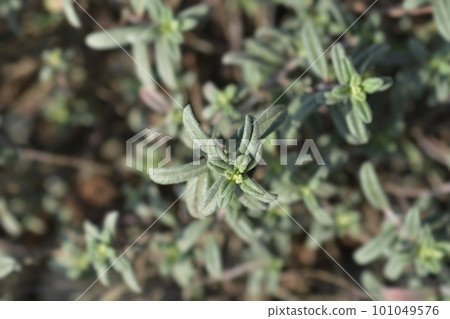 Rock rose Fire Dragon 101049576