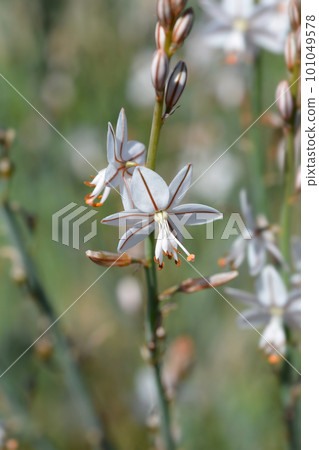 Hollow-stemmed asphodel 101049578