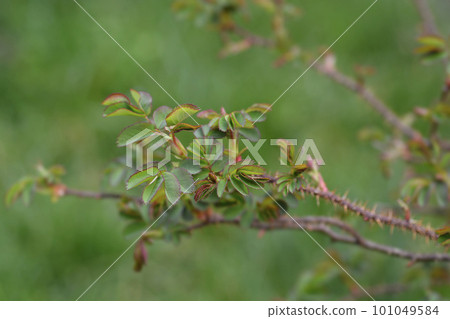 Rose Claus Groth 101049584