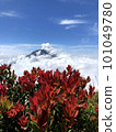 Mountain red flowers images 101049780