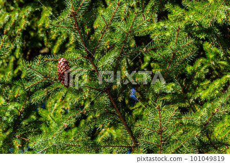 Soft focus and close up of the branches of a green spruce against the blurred background in the Soft focus and close up of the branches of a green spruce against the blurred background in the 101049819