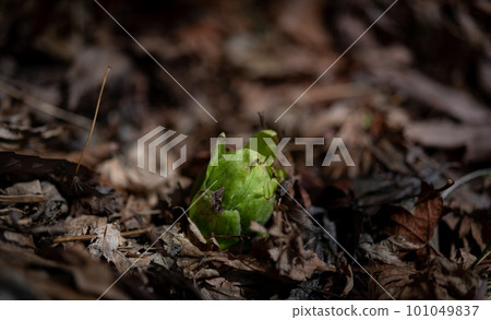 Fukinoto告訴春天的到來 Fukinoto告訴春天的到來 101049837