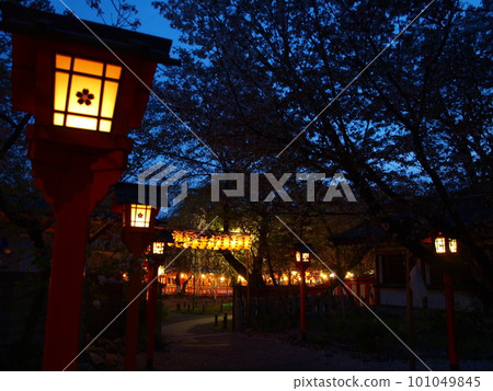 櫻花在晚上 101049845