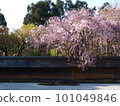 垂枝櫻花 101049846
