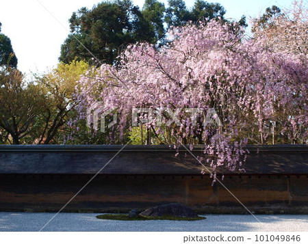 垂枝櫻花 101049846