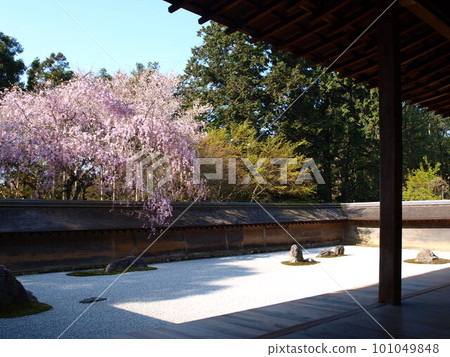 石園櫻桃 石園櫻桃 101049848