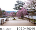 櫻台的櫻花 101049849