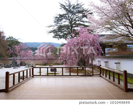 櫻台的櫻花 101049849