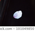 櫻花花瓣 101049850