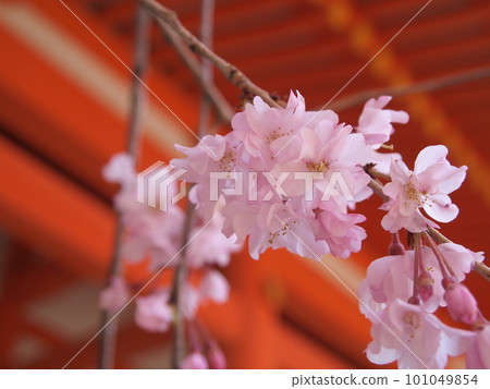 朱紅色和櫻花 101049854