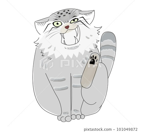 A relaxed manul cat scratching its neck with its hind legs and yawning 101049872