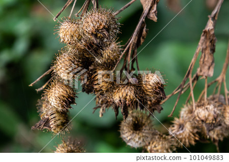 Arctium lappa, Lesser burdock dry seed heads. Arctium minus, autumn in the meadow with dried flowers 101049883
