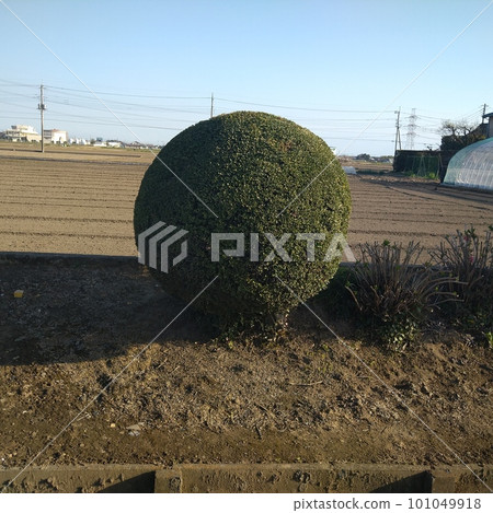 perfectly round plant 101049918