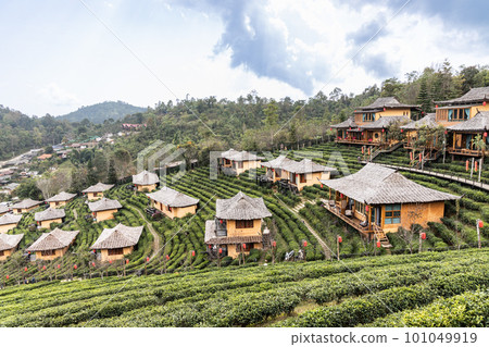 Scenic and serene green tea gardens at the hills of Ban Rak Thai village, located in Mae Hong Son province in Northern Thailand 101049919