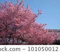 粉紅色的櫻花 101050012