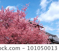 粉紅色的櫻花 101050013