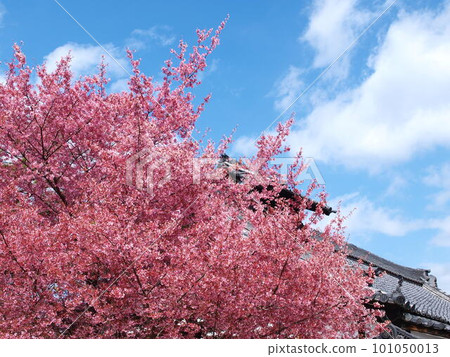 粉紅色的櫻花 101050013
