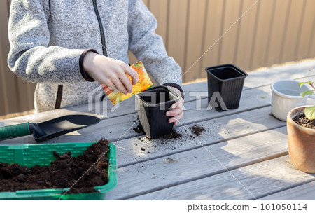 boy puts plant seeds in a seedling pot in the backyard. concept of plant growing learning activity for preschool kid. horizontal image boy puts plant seeds in a seedling pot in the backyard. concept of plant growing learning activity for preschool kid. horizontal image 101050114