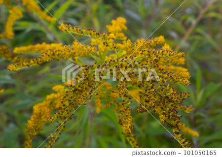Solidago canadensis Canada goldenrod yellow flowers closeup Solidago canadensis Canada goldenrod yellow flowers closeup 101050165