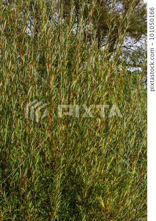 Salix purpurea purple willow or osier is a species of Salix native to most of Europe. Purple willow catkin, Salix purpurea 101050166