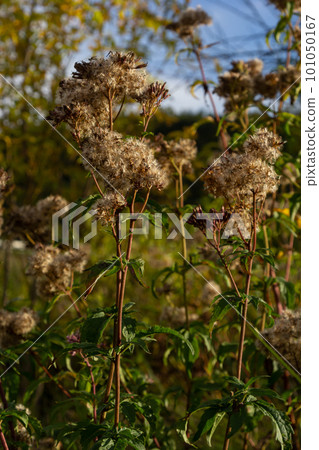 Seeds of an overblown hemp-agrimony plant, selective focus with bokeh background - Eupatorium cannabinum Seeds of an overblown hemp-agrimony plant, selective focus with bokeh background - Eupatorium cannabinum 101050167