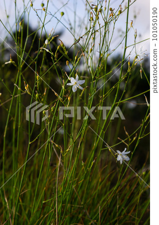 Fragile white and yellow flowers of Anthericum ramosum, star-shaped, growing in a meadow in the wild, blurred green background, warm colors, bright and sunny summer day 101050190