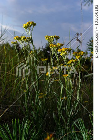 Yellow Mediterranean flowers on the background of the sea with a shallow depth of field. Helichrysum italicum Yellow Mediterranean flowers on the background of the sea with a shallow depth of field. Helichrysum italicum 101050192