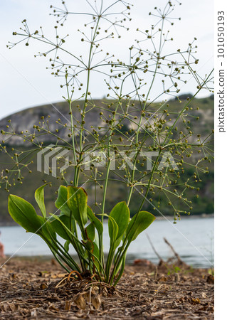 flowers of European water plantain, Alisma plantago aquatica 101050193