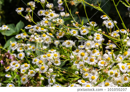 Erigeron annuus known as annual fleabane, daisy fleabane, or eastern daisy fleabane 101050207