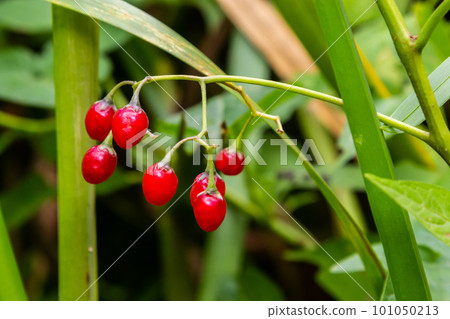 Red berries of woody nightshade, also known as bittersweet, Solanum dulcamara seen in August 101050213