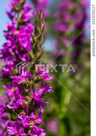 Pink flowers of blooming Purple Loosestrife Lythrum salicaria on the shoreline Pink flowers of blooming Purple Loosestrife Lythrum salicaria on the shoreline 101050227